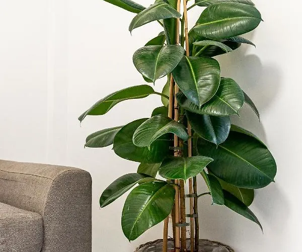 Lägenhet Casa Canely *