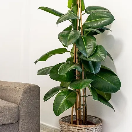 Apartament Casa Canely *